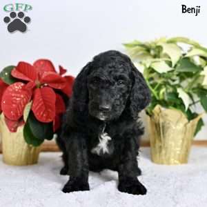 Benji, Standard Poodle Puppy