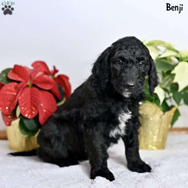 Benji, Standard Poodle Puppy