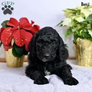 Benji, Standard Poodle Puppy