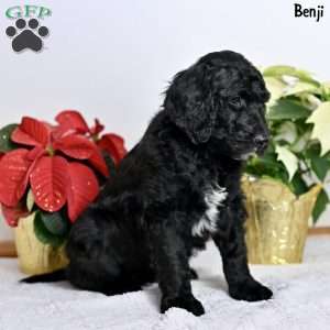 Benji, Standard Poodle Puppy