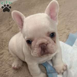 President Snow, French Bulldog Puppy