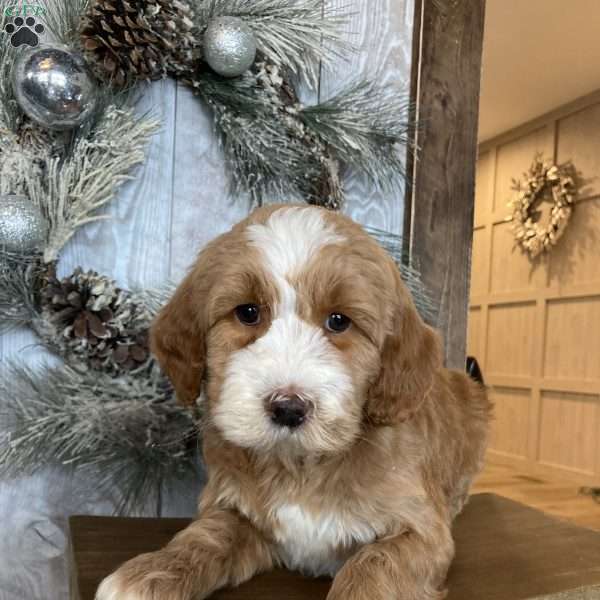 Sparkle, Mini Goldendoodle Puppy