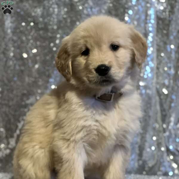 Clarise, Golden Retriever Puppy