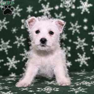 Olive, West Highland Terrier Puppy