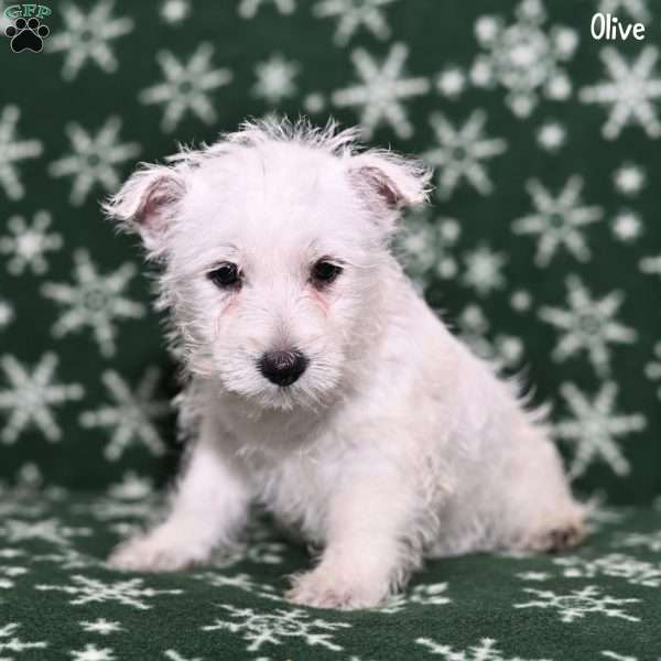 Olive, West Highland Terrier Puppy