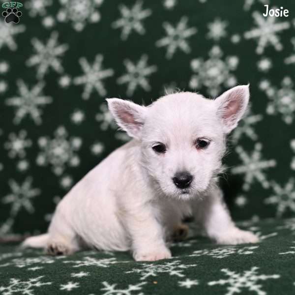 Josie, West Highland Terrier Puppy