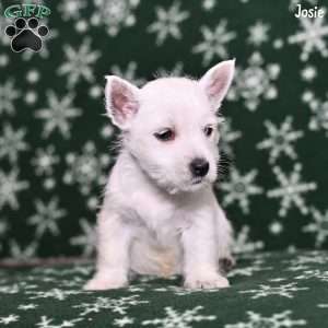 Josie, West Highland Terrier Puppy