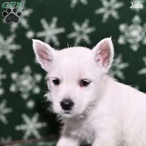 Josie, West Highland Terrier Puppy