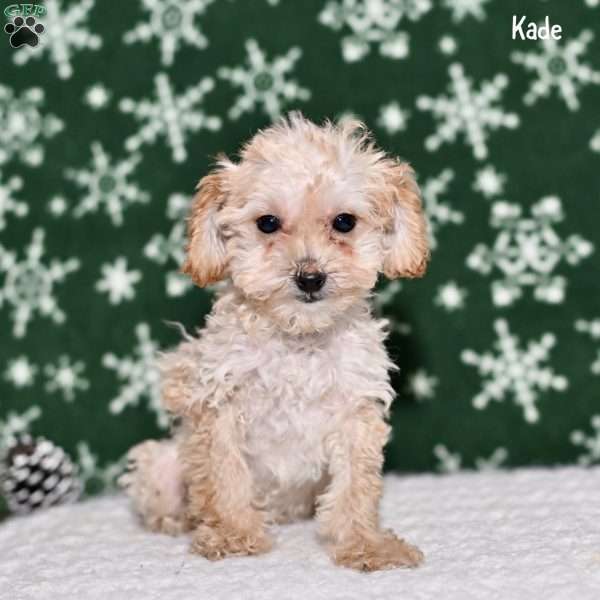 Kade, Toy Poodle Puppy