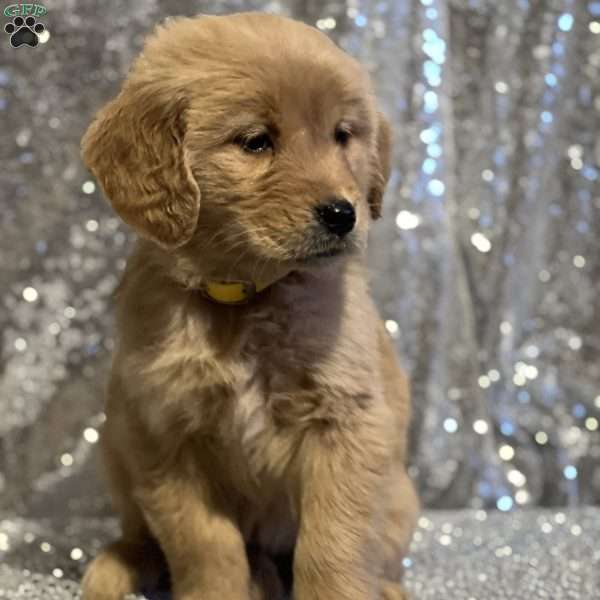 Cinnamon, Golden Retriever Puppy