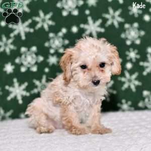 Kade, Toy Poodle Puppy