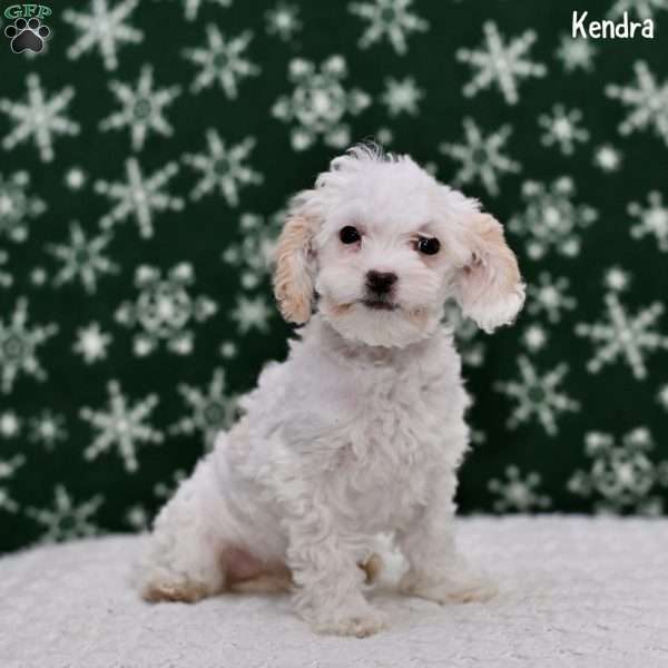 Kendra, Toy Poodle Puppy