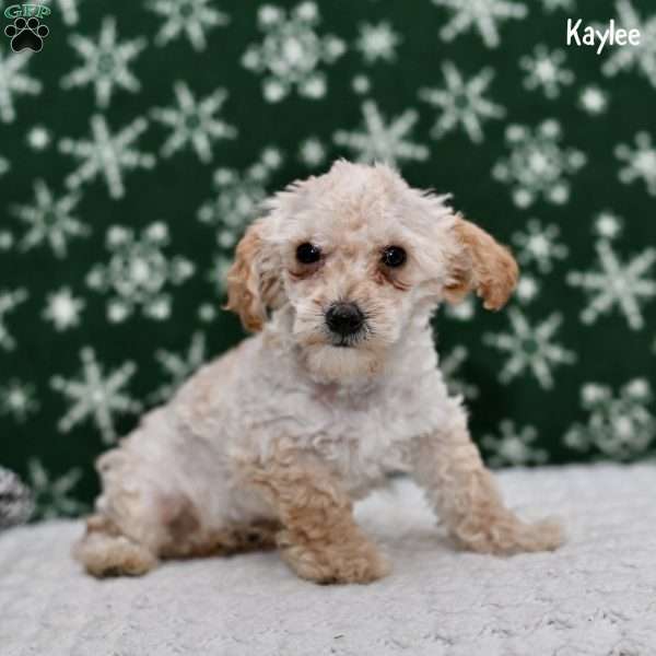 Kaylee, Toy Poodle Puppy