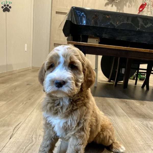 Cuddles, Mini Goldendoodle Puppy