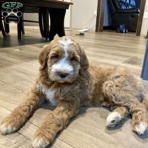 Cuddles, Mini Goldendoodle Puppy