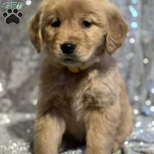 Cinnamon, Golden Retriever Puppy