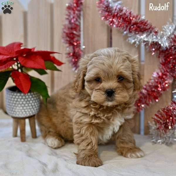 Rudolph, Shih-Poo Puppy