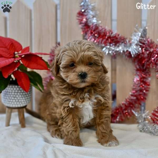 Glitter, Shih-Poo Puppy