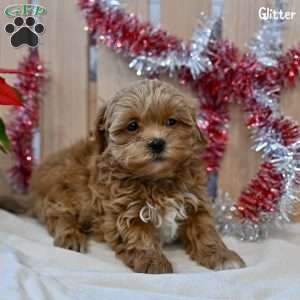 Glitter, Shih-Poo Puppy