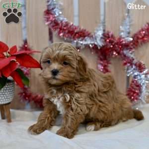 Glitter, Shih-Poo Puppy