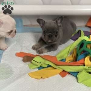 Stoney, French Bulldog Puppy