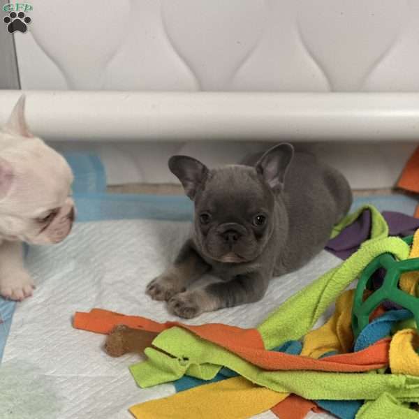 Stoney, French Bulldog Puppy