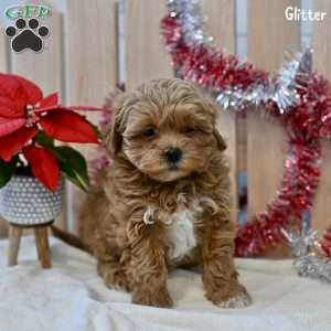 Glitter, Shih-Poo Puppy