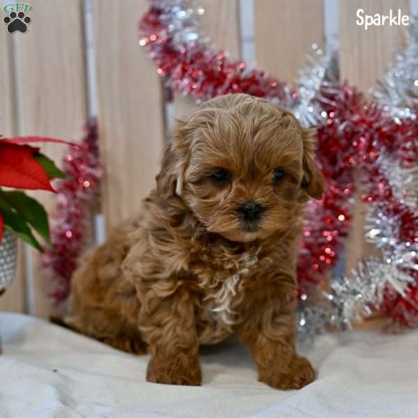 Sparkle, Shih-Poo Puppy