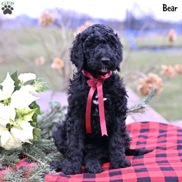 Bear, Standard Poodle Puppy