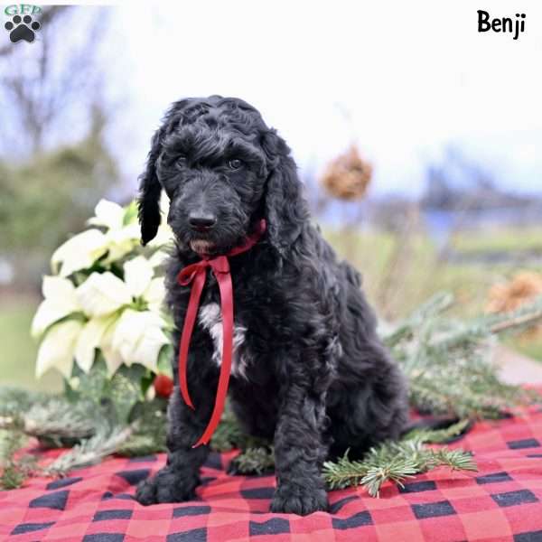 Benji, Standard Poodle Puppy