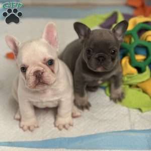 President Snow, French Bulldog Puppy