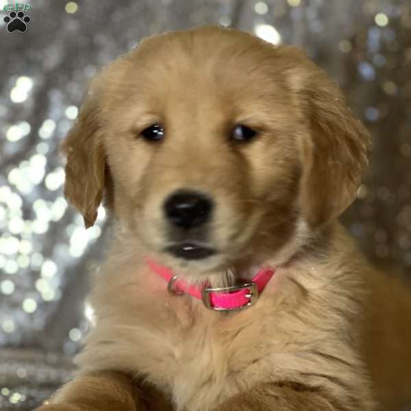 Calvin, Golden Retriever Puppy