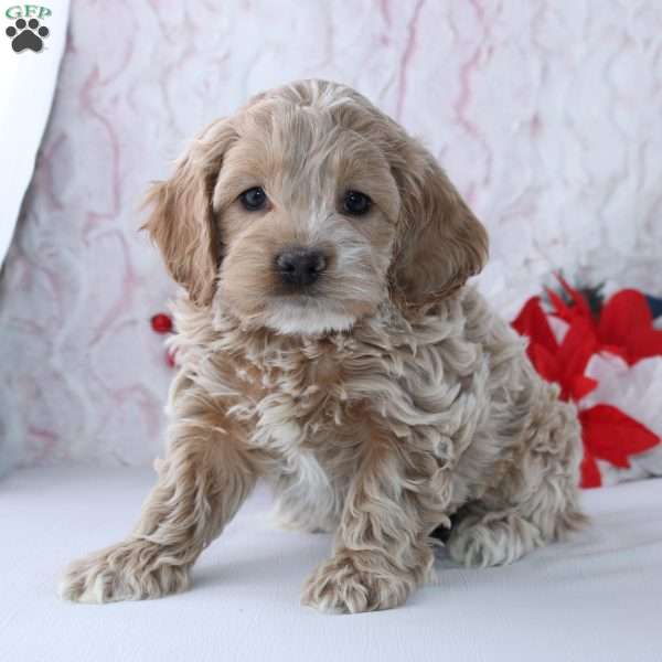 Gavin, Cockapoo Puppy