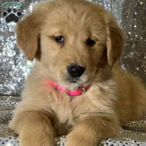 Calvin, Golden Retriever Puppy