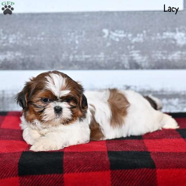 Lacy, Shih Tzu Puppy