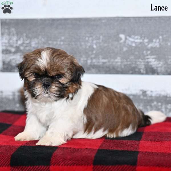 Lance, Shih Tzu Puppy