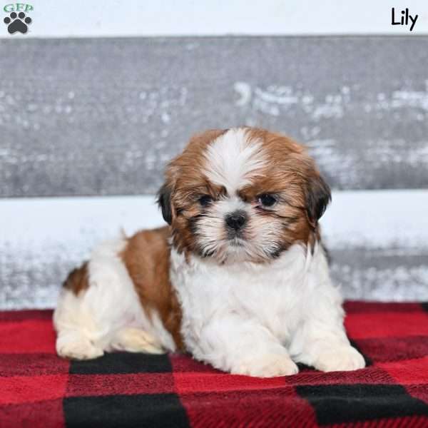 Lily, Shih Tzu Puppy