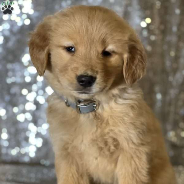 Chester, Golden Retriever Puppy