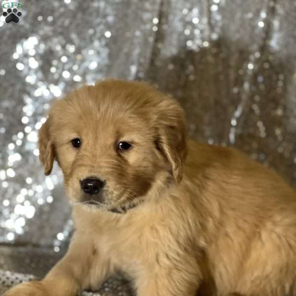 Carson, Golden Retriever Puppy