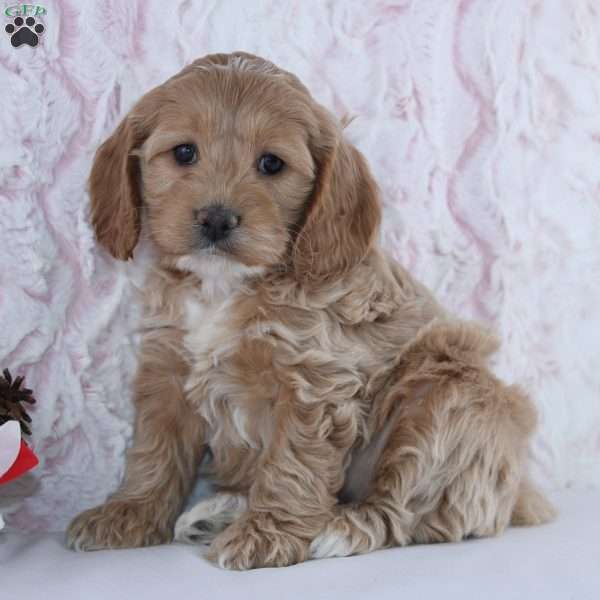 Gina, Cockapoo Puppy