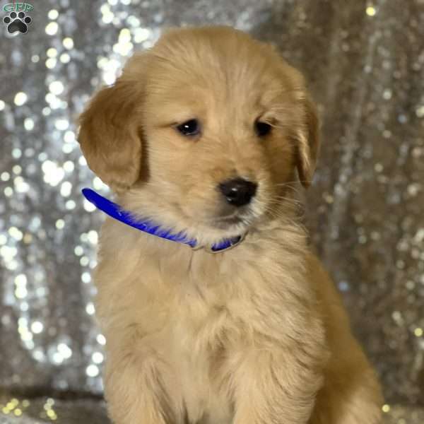 Collin, Golden Retriever Puppy