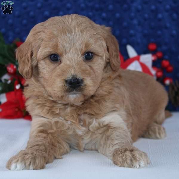 Kaelyn, Mini Goldendoodle Puppy