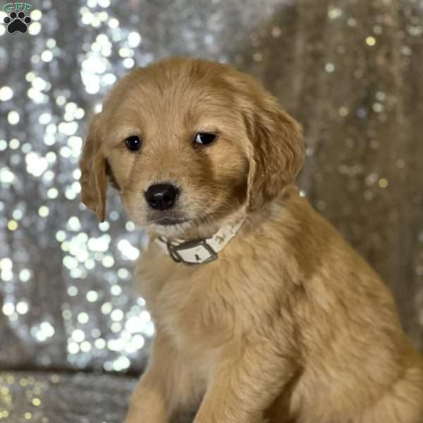 Clinton, Golden Retriever Puppy