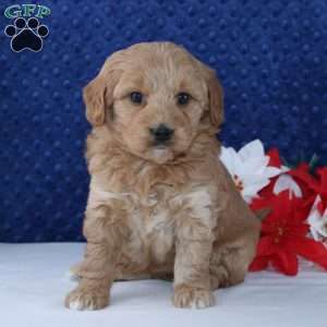 Kaelyn, Mini Goldendoodle Puppy