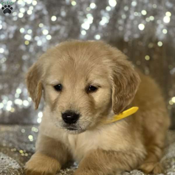 Clarke, Golden Retriever Puppy