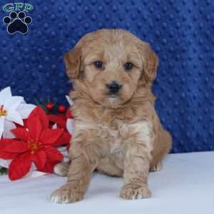 Kaelyn, Mini Goldendoodle Puppy