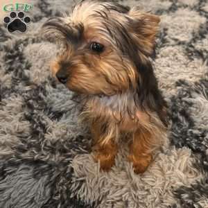 Linus, Yorkie Puppy