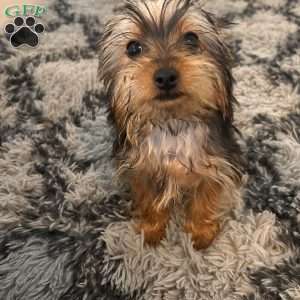 Linus, Yorkie Puppy