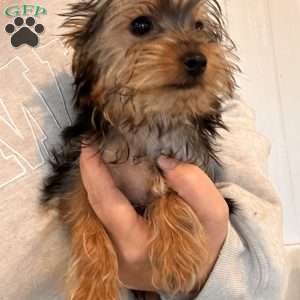 Linus, Yorkie Puppy