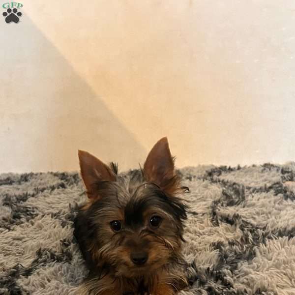 Franklin, Yorkie Puppy